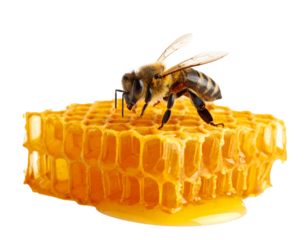 Honeycomb placed on isolated transparent background