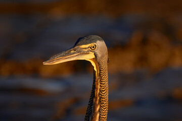 Costa Rica wildlife. Bare-throated Tiger-Heron, Tigrisoma mexicanum, close-up detail portrait....