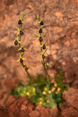 Ophrys mammosa, Mammose Bee Orchid, Archanes, Crete, Greece. Flowering European terrestrial orchid, nature habitat. Detail of bloom, spring sunset from Europe meadow.