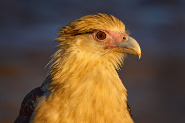 Bird portrait. Yellow-headed caracara, Milvago chimachima, bird fly above green vegetation....