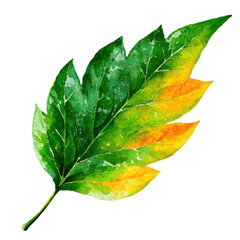 Watercolor Leaf: A vibrant watercolor illustration showcasing a detailed and colorful leaf, with hues of green and yellow, demonstrating the intricate beauty of nature.