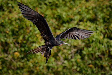 Costa Rica nature. Sea wildlife. Magnificent frigatebird, Fregata magnificens, flying bird in green vegetation. Tropical sea bird from Costa Rica coast. Wildlife scene from nature. Flying bird.