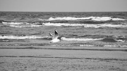 A lonely seagull glides elegantly over the vast sea under clear skies.