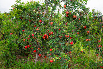 Red ripe pomegranate fruits grow on pomegranate tree in a garden, ready for harvest. Punica...