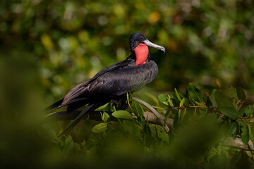 Costa Rica nature. Sea wildlife. Magnificent frigatebird, Fregata magnificens, flying bird in green vegetation. Tropical sea bird from Costa Rica coast. Wildlife scene from nature. Flying bird.