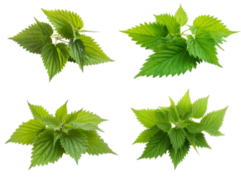stinging nettle on transparent background, top view