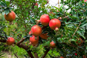 Red ripe pomegranate fruits grow on pomegranate tree in a garden, ready for harvest. Punica...