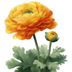 Golden Bloom: A radiant burst of sunshine captured in the form of a single, stunning ranunculus flower, showcasing its intricate petal arrangement. 