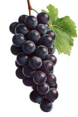 Fototapeta premium ripe black grapes with green leaf on white background.