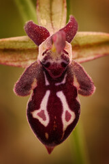 Ophrys cretica, Cretan Bee Orchid, Spili, Crete, Greece. Flowering European terrestrial wild...