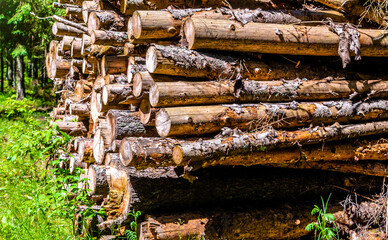 Sawn pine trunks lie on the grass