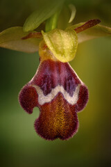 Ophrys omegaifera, Omega Bee-orchid, Archanes, Crete, Greece. Flowering European terrestrial...