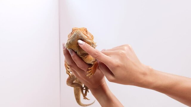Gentle Interaction with Bearded Dragon in Bright Setting