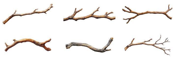 Collection of dead tree branches with transparent background, highlighting the dry season. PNG