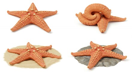 Starfish images different poses isolated