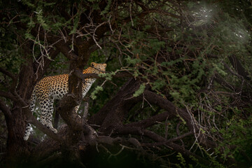Leopard on tree, Panthera pardus shortidgei, nature habitat, big wild cat in nature, dark day in...
