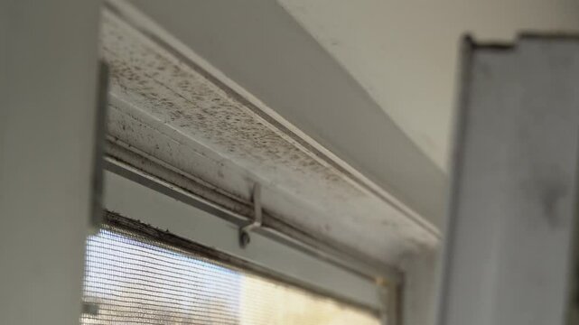 Homeowner discovers mold accumulation along the window frame while conducting thorough spring cleaning in a sunlit room on a bright afternoon