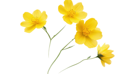 A single stalk of yellow flowers with delicate petals and green stem isolated on white background