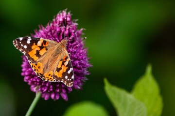 Distelfalter (Vanessa cardui) auf lila Blüte