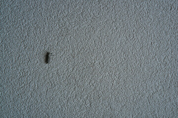 The Moth