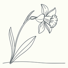 Elegant black line drawing of a delicate daffodil flower on a cream background