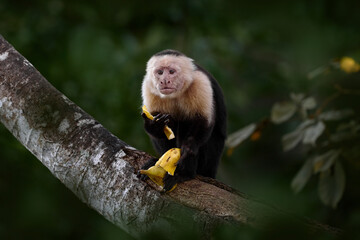 Costa Rica nature. White-headed Capuchin, black monkey sitting on the tree branch in the dark tropical forest. Cebus imitator momkey in the morning forest light, Corcovado NP, Costa Rica.