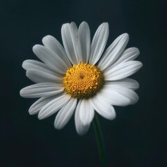 Fototapeta premium A single, pristine daisy with vibrant yellow center against a dark, moody backdrop; petals exhibit delicate texture and subtle shadows