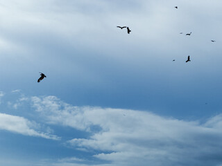 Birds flying across bright blue sky in open air
