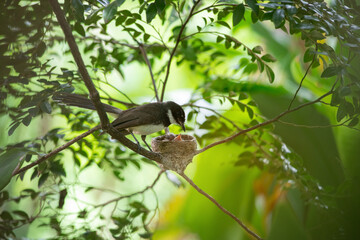 Birds are feeding their chicks in their nests in the trees. Fantail nesting and feeding