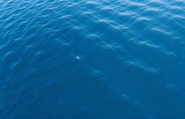 Obraz premium Blue Sea Surface and White Floating Object