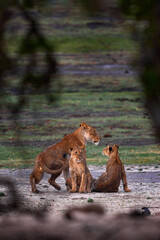Chobe River wildlife. Lions family pack, maother and two young cubs, Botswana in Afica. Big cats...