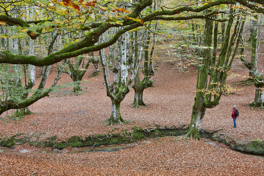 Beech forest in Vizcaya. Otzarreta, Gorbeia park. Autumn landscape. Spain