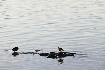 Ducks stand in shallow water, preening itself. Ripples spread across the calm surface, with...