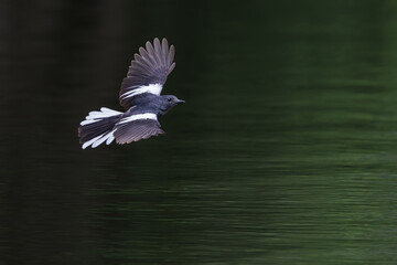 Oriental Magpie Robin, Copsychus saularis, in flight over pond in forest park, distinctive black and white bird with long tail usually held upright when hopping on ground, bird spreading wings