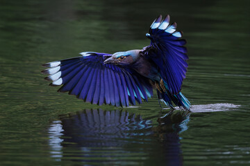 Indian Roller, Coracias benghalensis, catching prey in water in park, brightly colored bird with various shades of blue on wings, tails, and belly, more prominent in flight, bird seeking prey