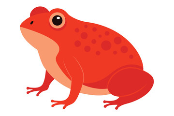 A vibrant red frog with spotted skin on a white background