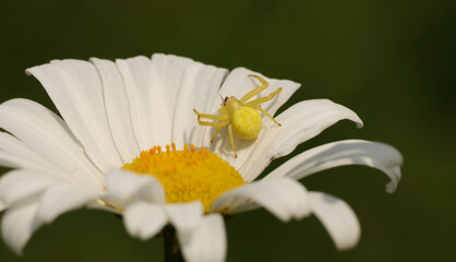 Misumena vatia on a Leucanthemum vulgare