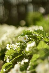 Strawberry blossoms with white flowers in the garden on a warm sunny day in summer