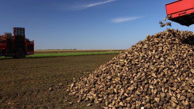 View on agricultural machines, harvesters, one is cutting and harvesting mature sugar beet roots second is unloading harvested cargo over conveyor to the ground in pile, farm field, teamwork.