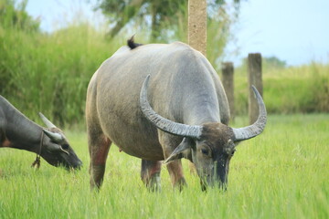 Obraz premium A robust water buffalo peacefully grazes in a vibrant green field under a clear sky.