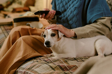Senior Caucasian woman sitting on couch holding remote control petting small dog resting on lap,...