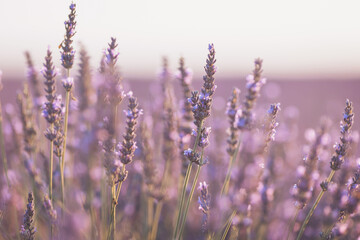 Breeze gently caresses blooming lavender fields in vibrant colors at sunset, creating a serene and...