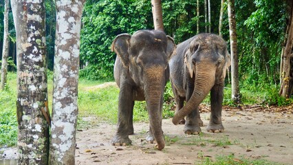 Couple of Asian elephants in an elephant sanctuary in Philet, Thailand. They seem to be friends in their natural habitat, the jungle.
