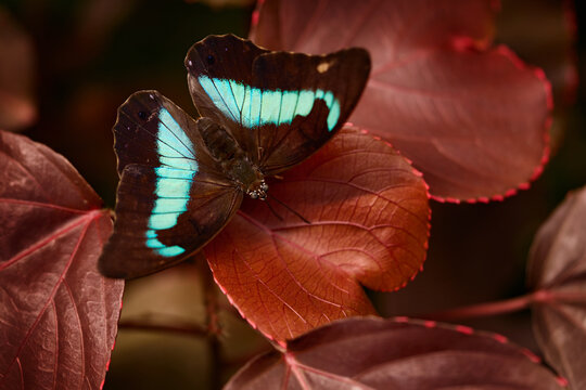 Archaeoprepona demophon, one-spotted prepona butterfly in the nature habitat, forest with red leaves on the tree, Brazil in South America. Banded king shoemaker, black blue butterfy, wildlife Brazil.