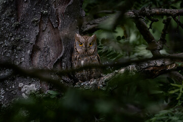 Common Scops Owl, Otus scops, little owl in the nature habitat, sitting on the green tree branch, forest in the background, Eastern Rhodopes, Bulgaria. Wildlife scene from nature.