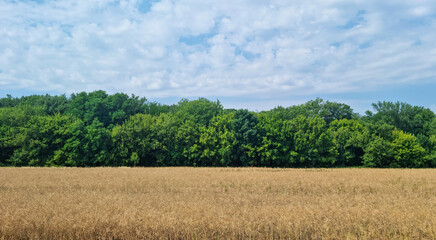 Field with dry yellow grass and dense green forest on the horizon under blue sky with clouds. Summer rural landscape. Nature and agriculture concept. Front view