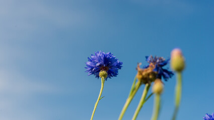 Blue cornflowers against a blue sky background.