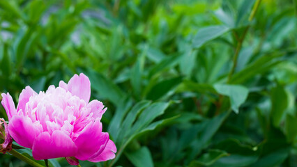 A pink peony flower on a green leafy background.