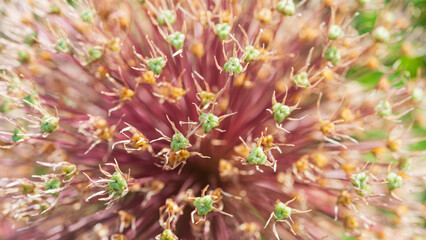 Decorative garlic (Allium) against a plant background.