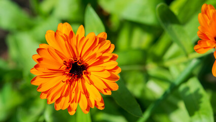Orange flower on a green leaf background.